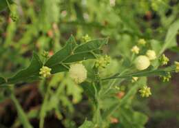 Acacia alata R. Br.的圖片