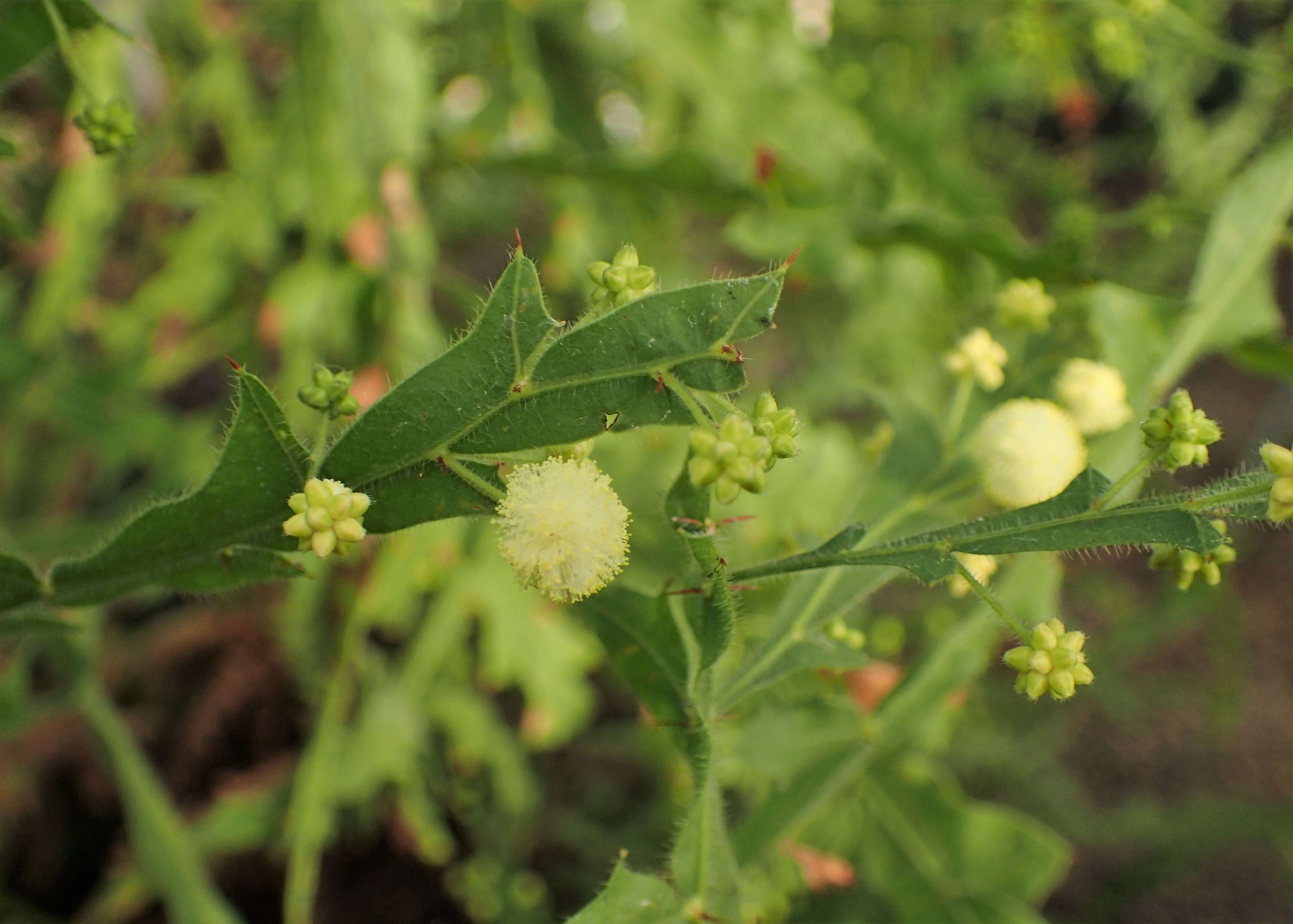 Acacia alata R. Br.的圖片