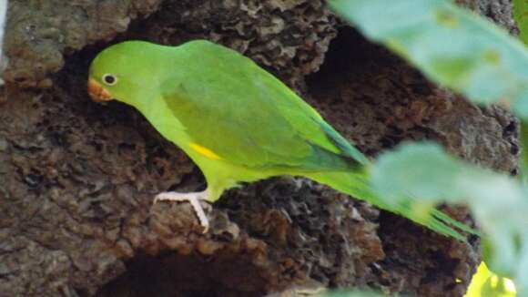 Image of Yellow-chevroned Parakeet