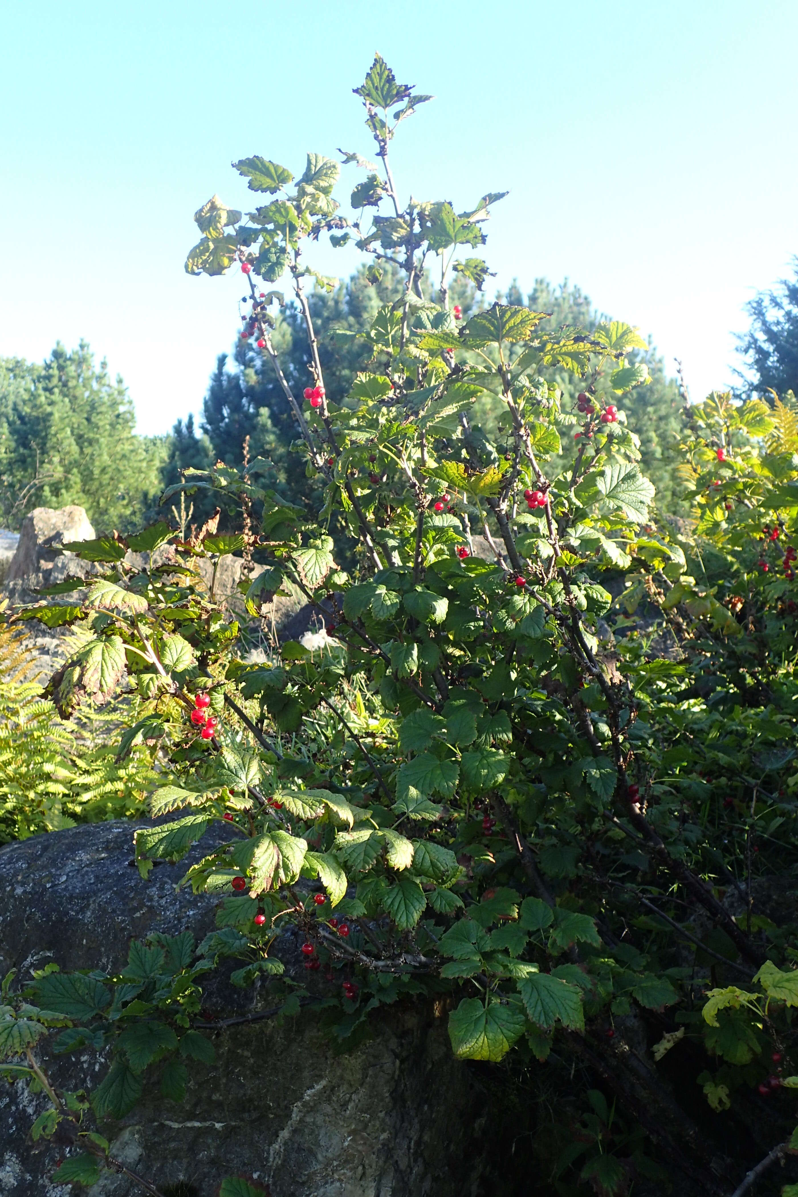 Image of Rock Red Currant