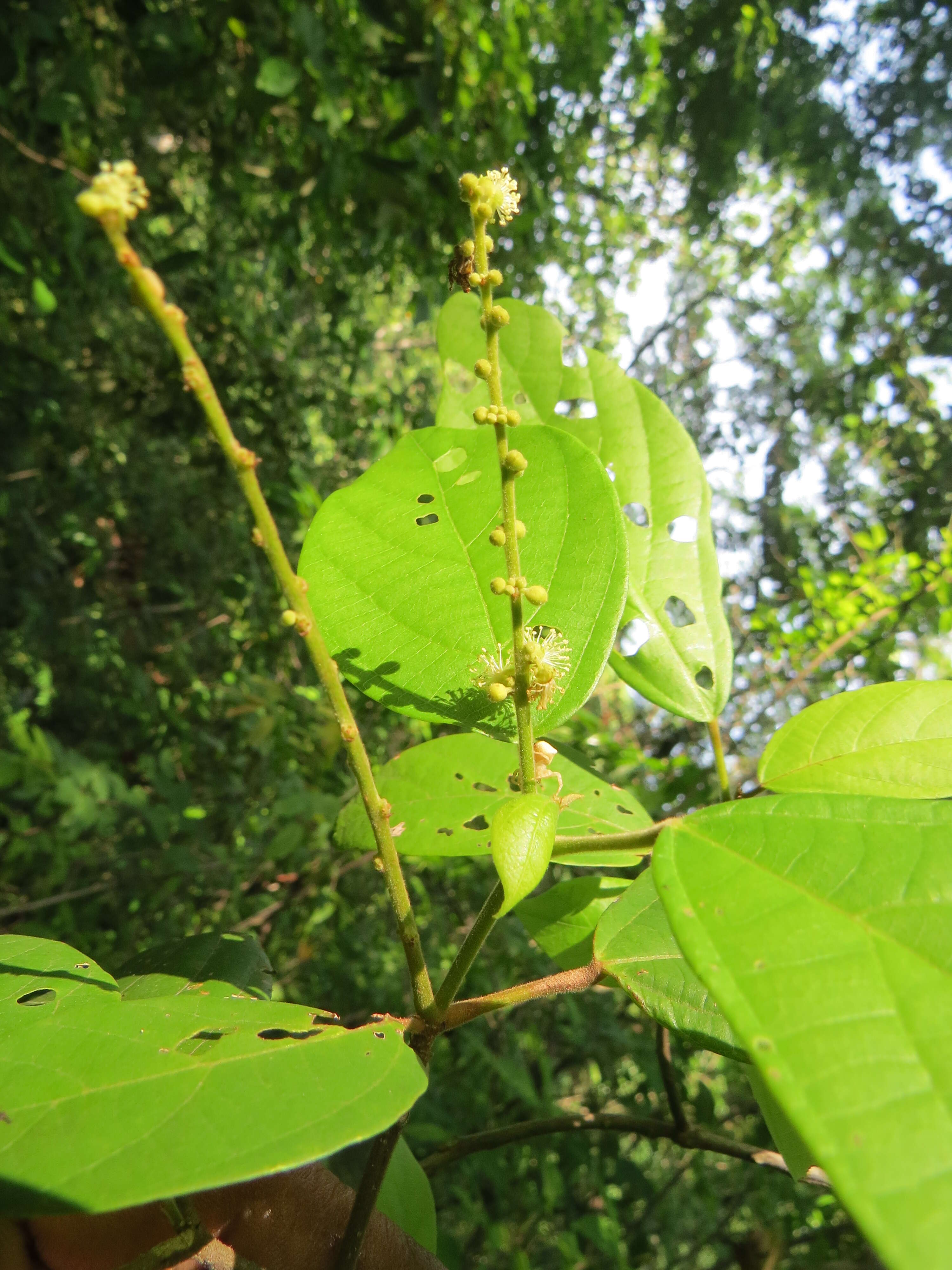 Image of Mallotus rhamnifolius (Willd.) Müll. Arg.