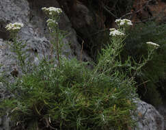 Слика од Achillea cretica L.