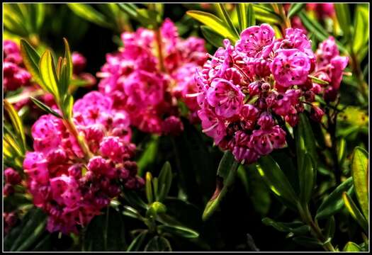 Image of sheep laurel