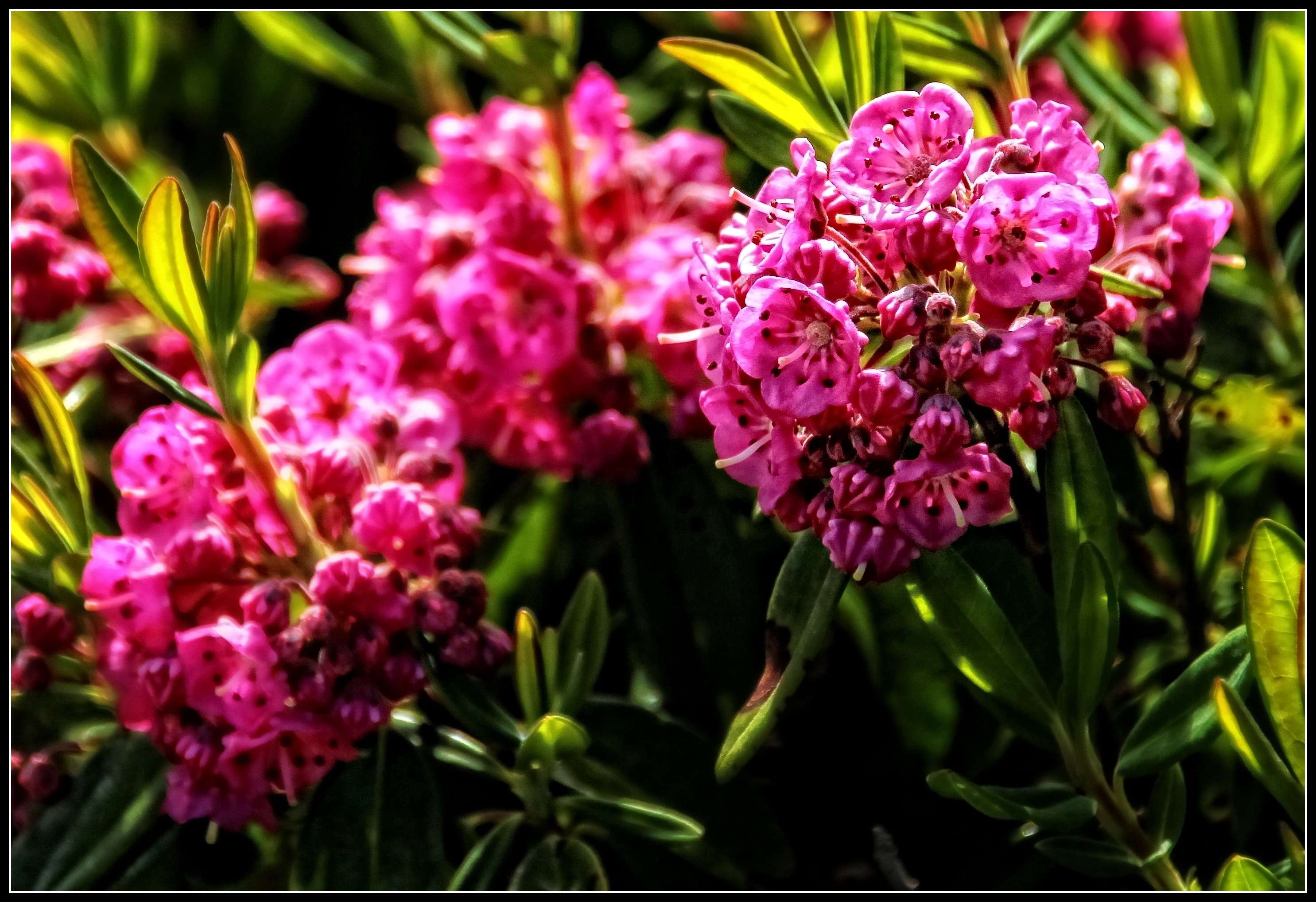 Image of sheep laurel