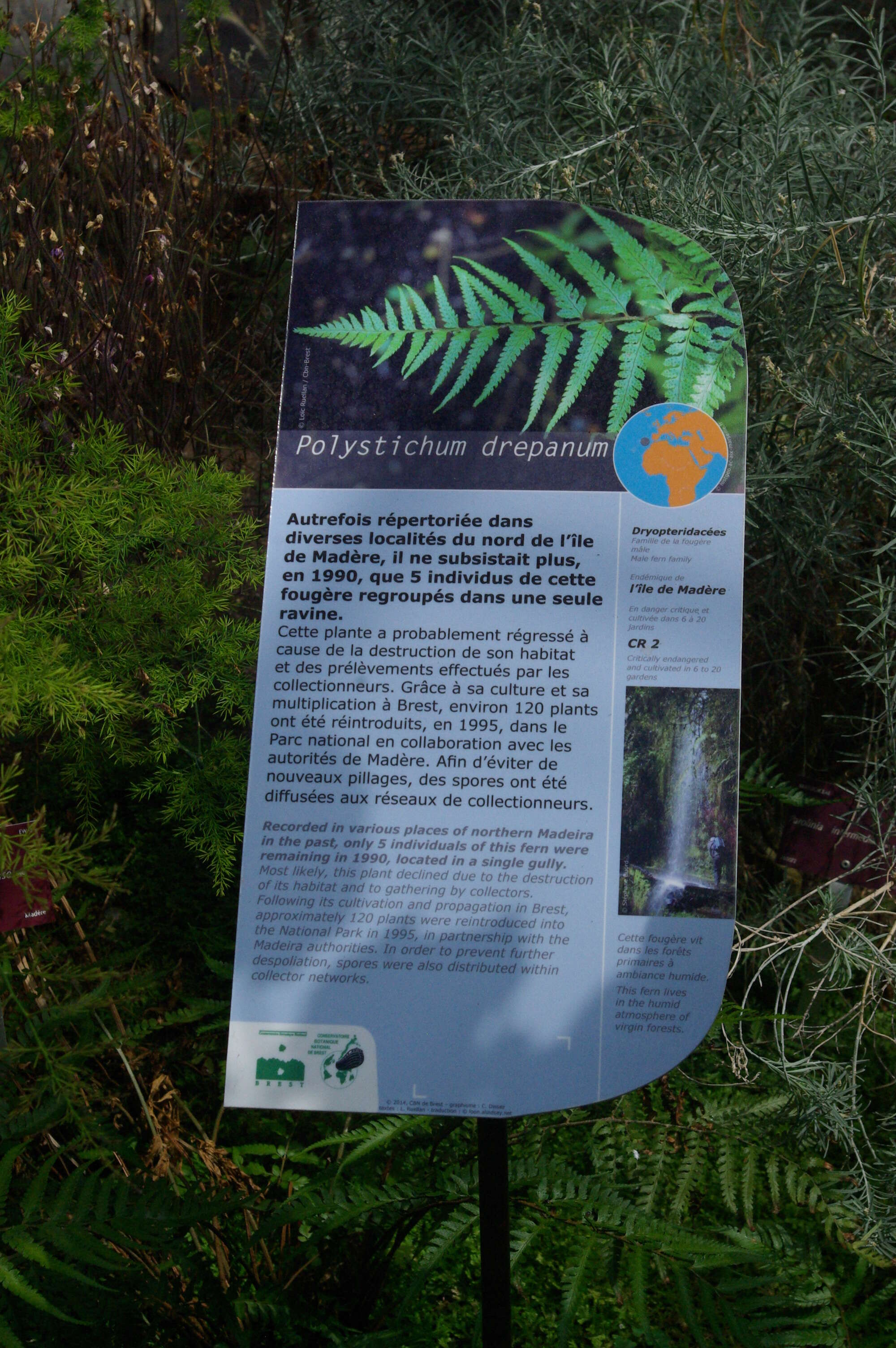 Polystichum drepanum (Sw.) C. Presl resmi