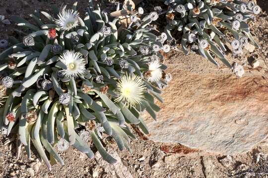 Imagem de Cheiridopsis denticulata (Haw.) N. E. Br.