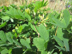 Image of licorice milkvetch