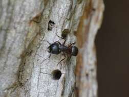 Imagem de Camponotus ligniperda