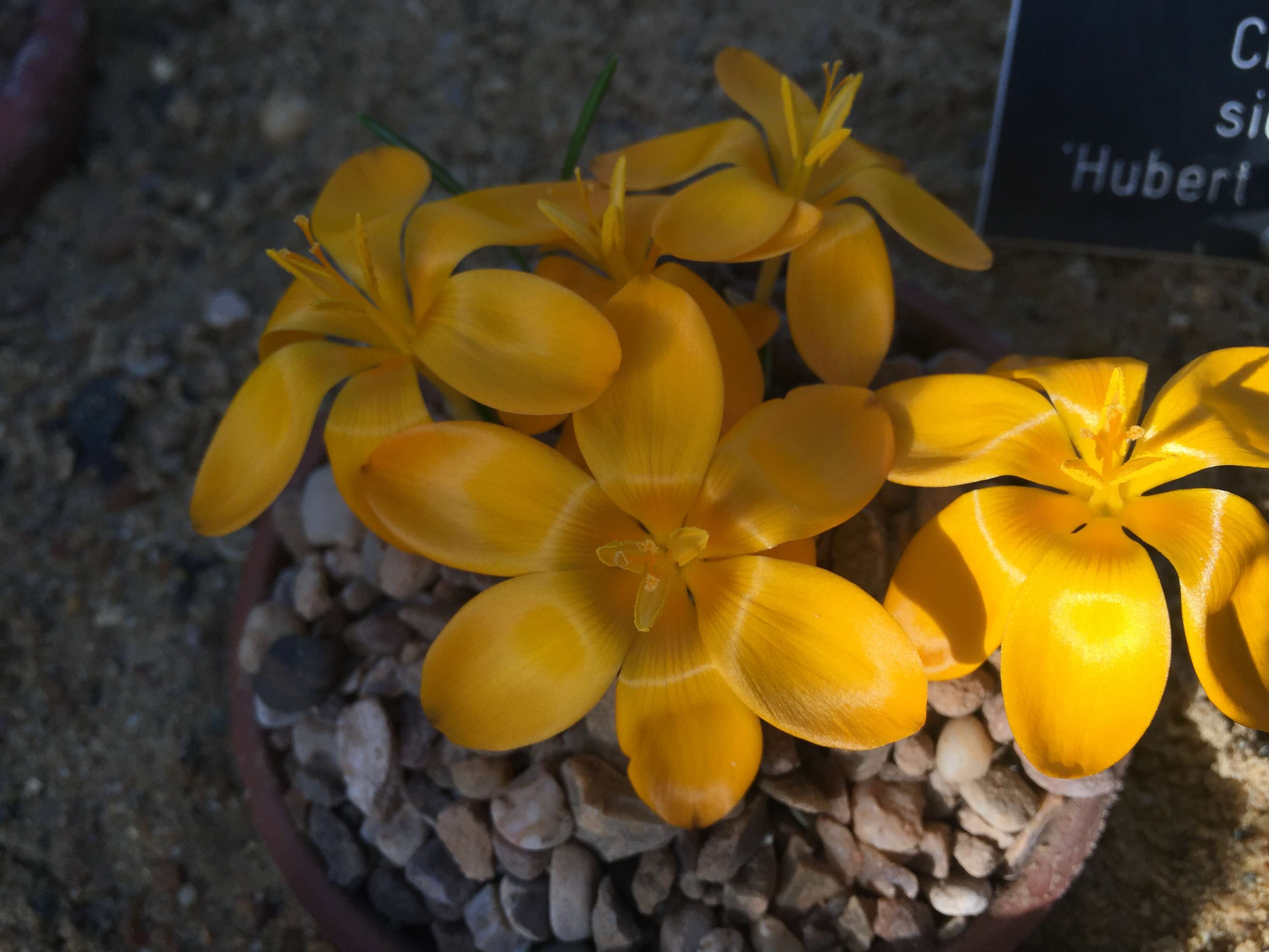 Image of Crocus gargaricus Herb.