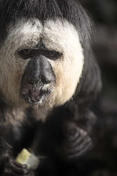 Image of White-faced Saki