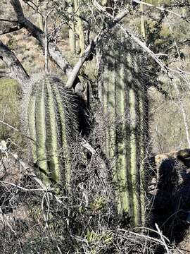 Image of saguaro