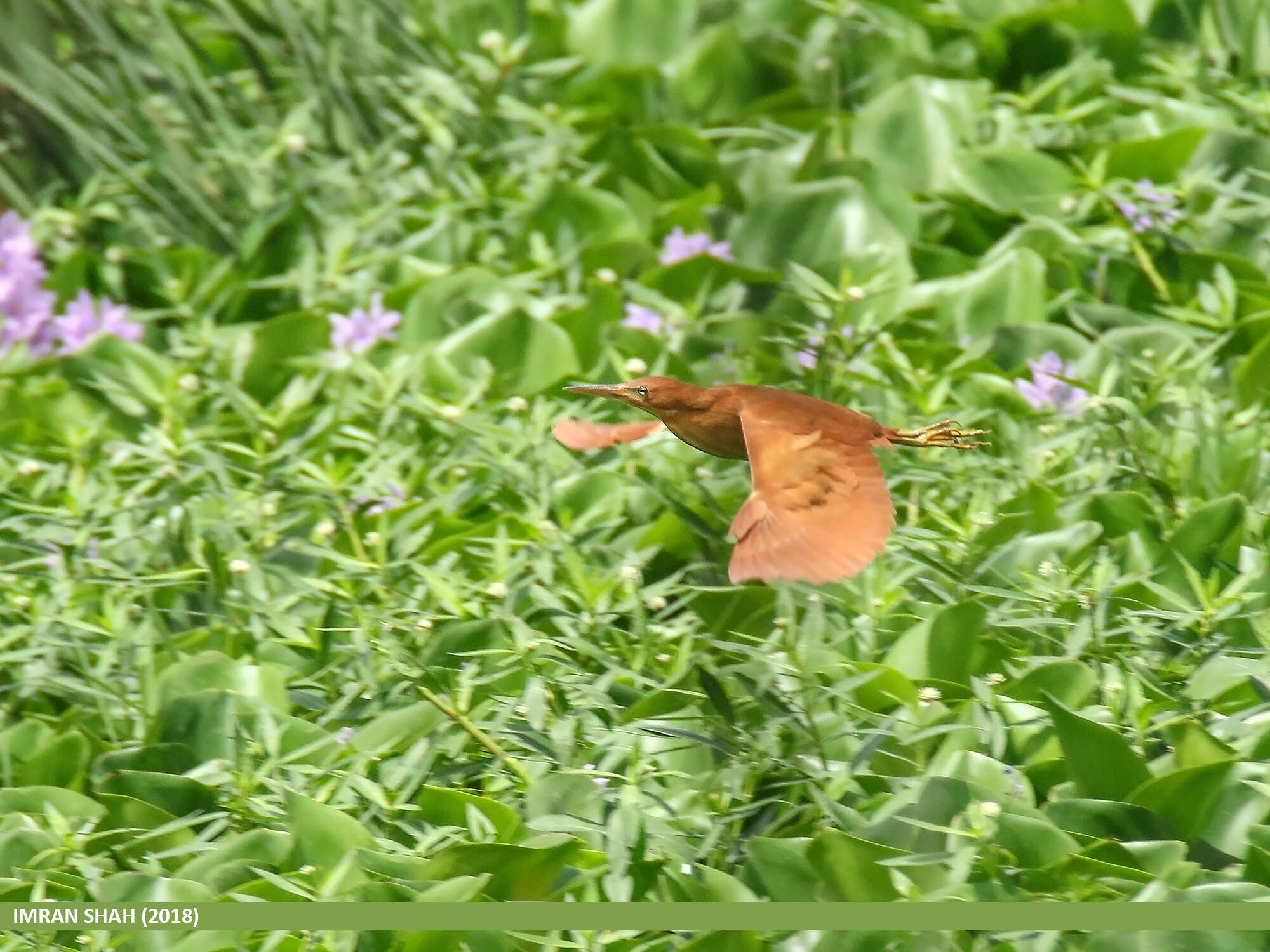 Image of Cinnamon Bittern