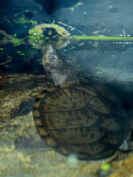 Image of Keeled Musk Turtle