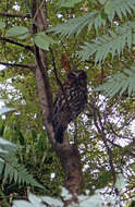 Image of Morepork