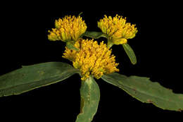 Image of coastal plain yellowtops