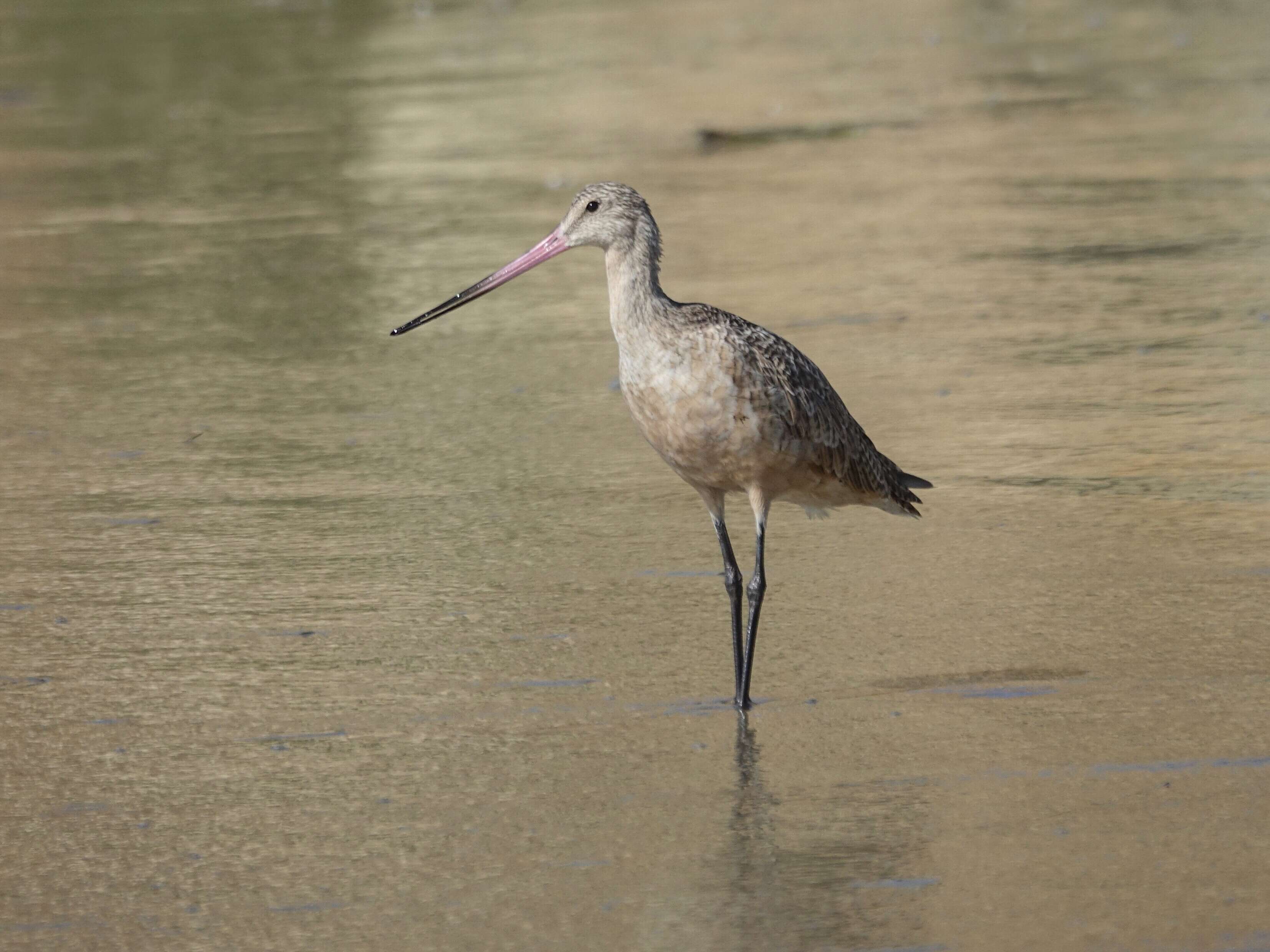 Image of Marbled Godwit