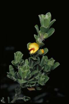 Image of Pultenaea heterochila