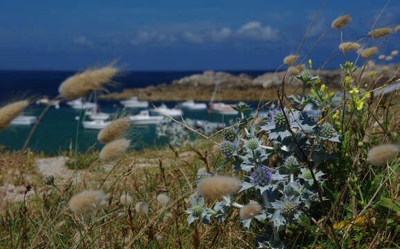 Image de Panicaut de mer