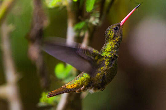 Image of Gilded Hummingbird