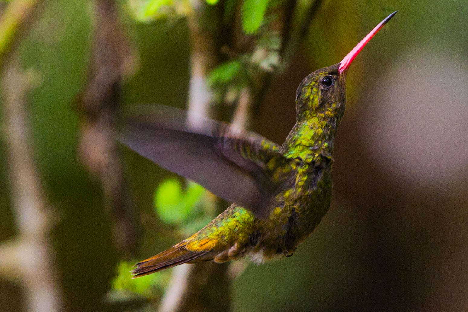 Image of Gilded Hummingbird