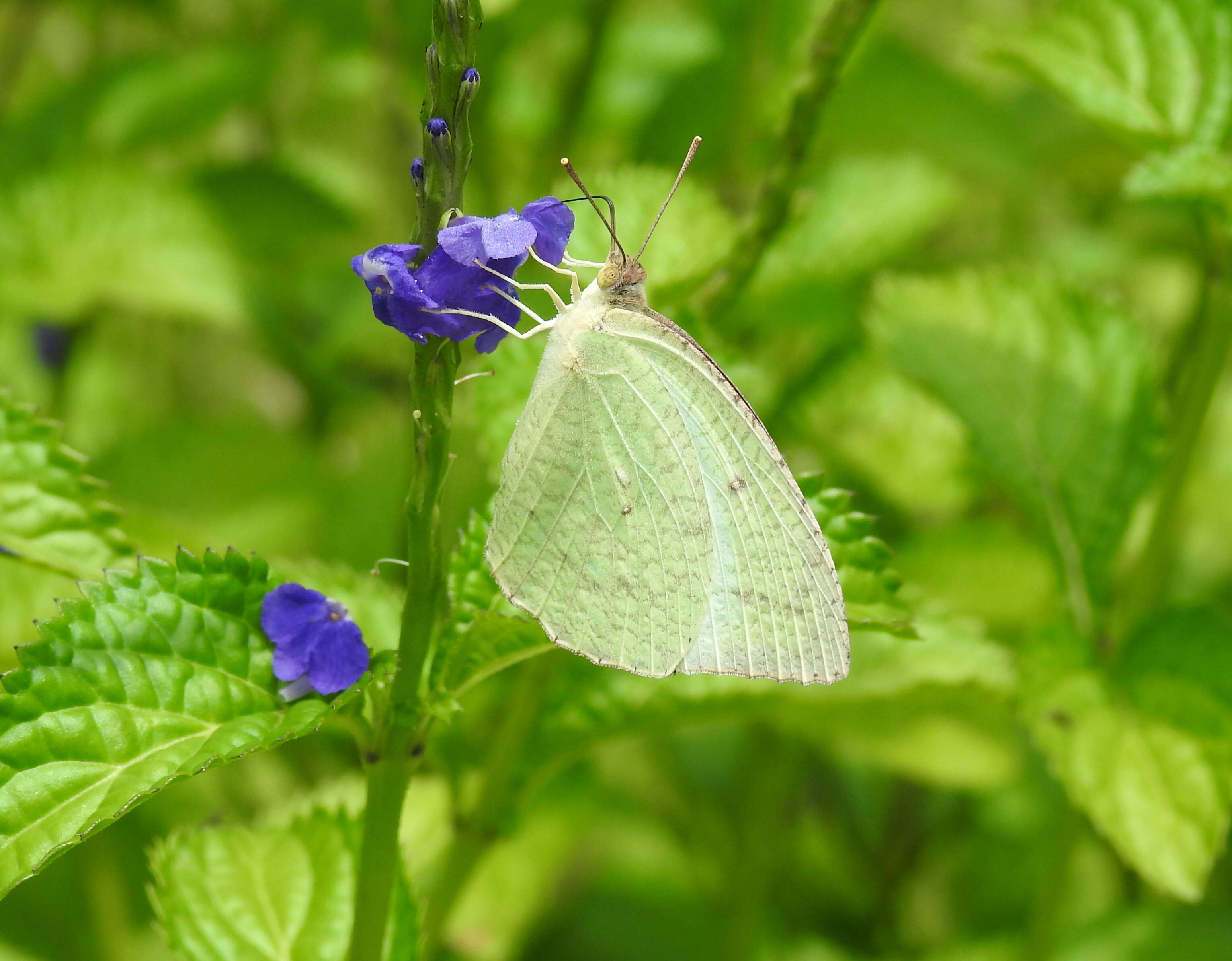 Image of Catopsilia pyranthe (Linnaeus 1758)