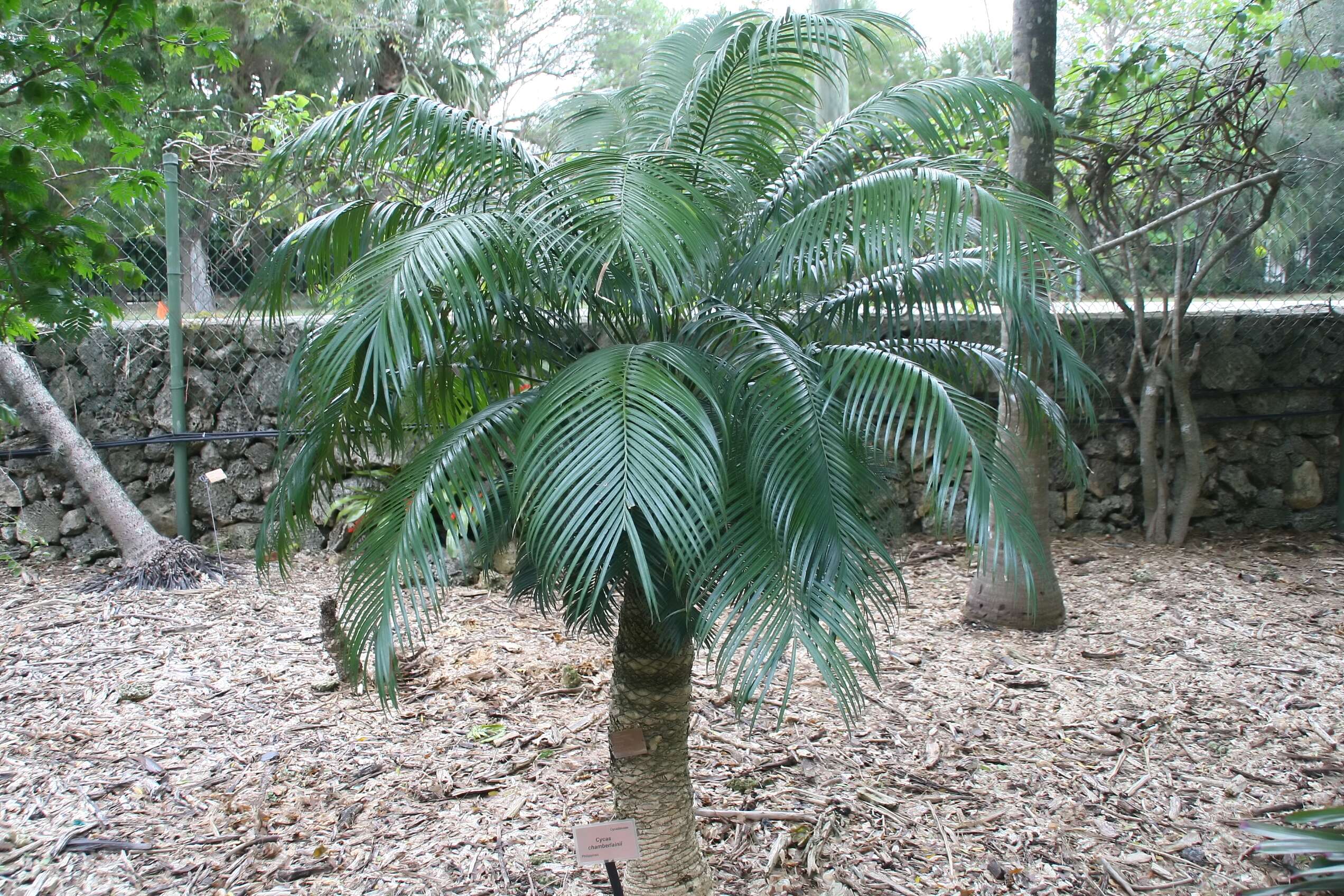 Image of Arayat Pitogo