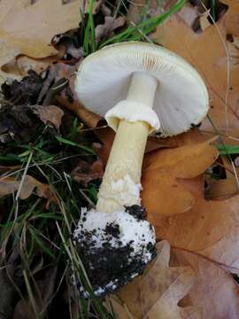 Image of Death cap