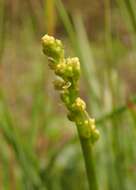 Image of Branched St Bernard's lily