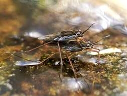 Image of Common pond skater