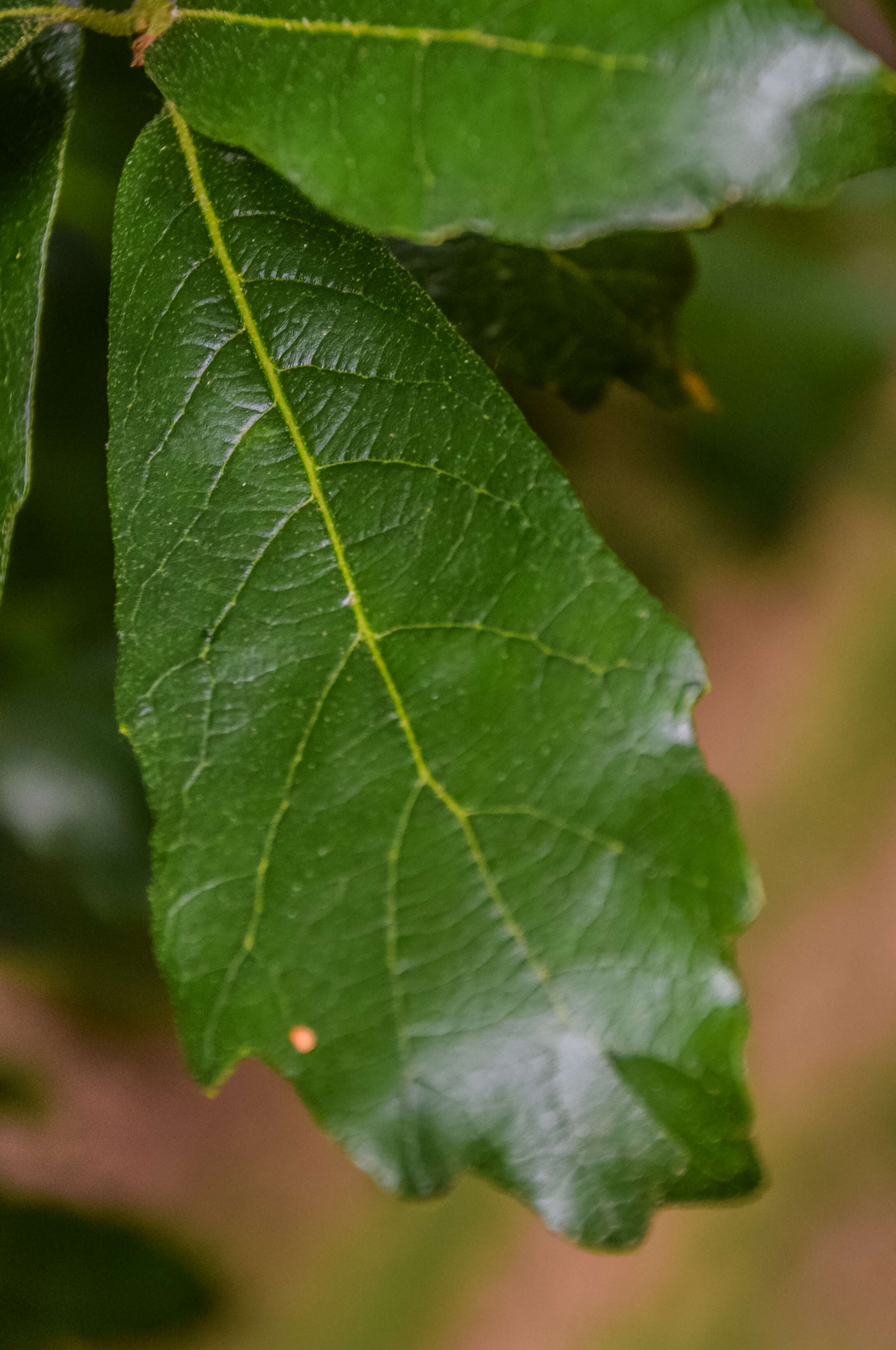 Слика од Quercus glabrescens Benth.