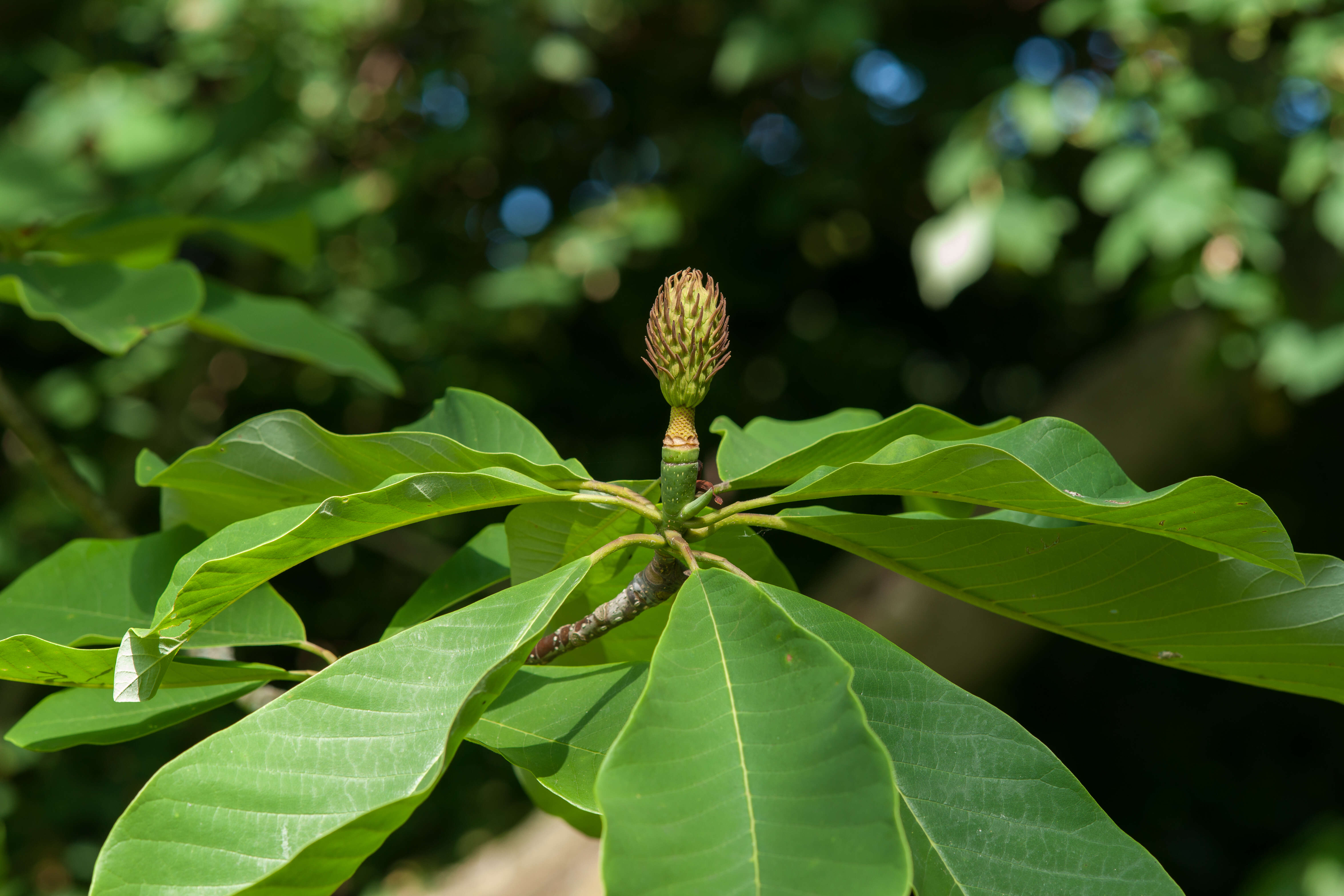 Image of Japanese Big Leaf Magnolia