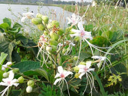 Image of Clerodendrum infortunatum L.