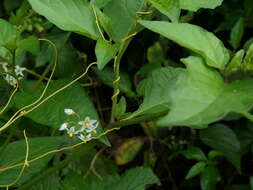 Image of hairy nightshade