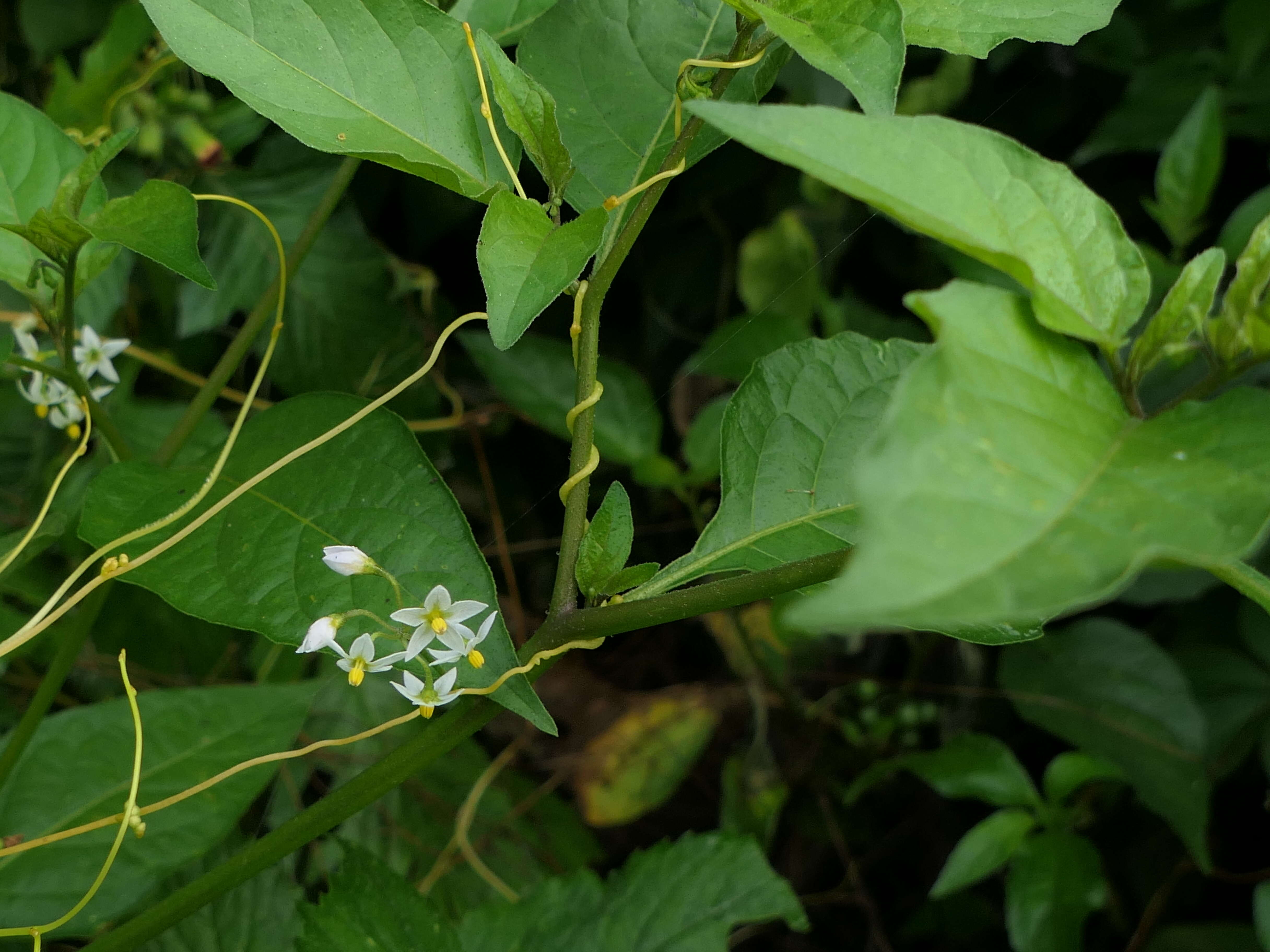 Image of hairy nightshade