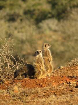 Image of Suricata Desmarest 1804