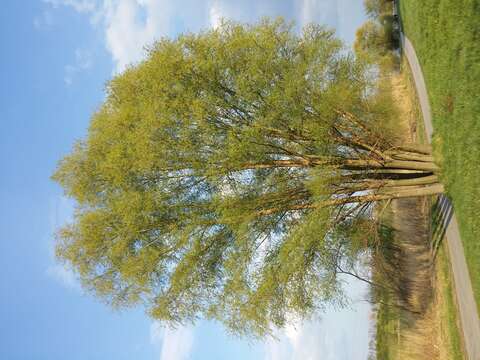 Image of White Willow