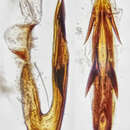 Image of <i>Anoscopus albifrons</i>
