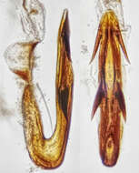 <i>Anoscopus albifrons</i> resmi