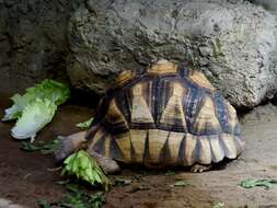 Imagem de Astrochelys yniphora (Vaillant 1885)