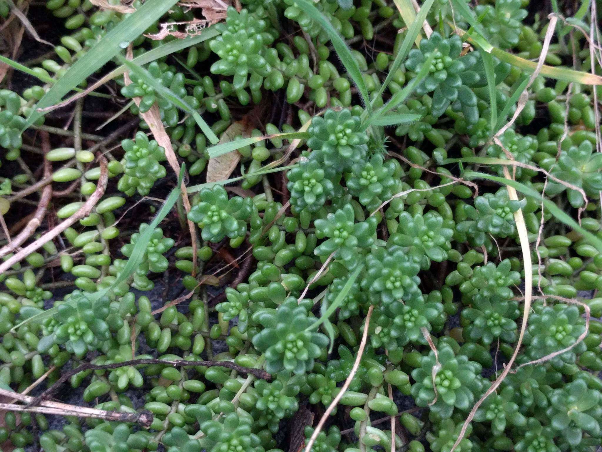 Image of White Stonecrop