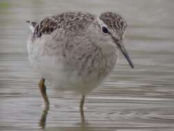 Image of Wood Sandpiper