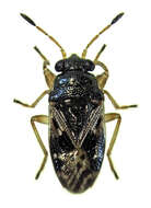 Image of Stizocephalus