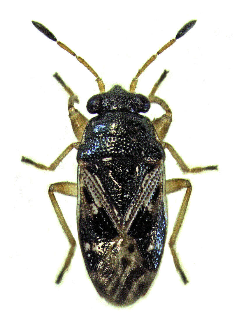 Image of Stizocephalus
