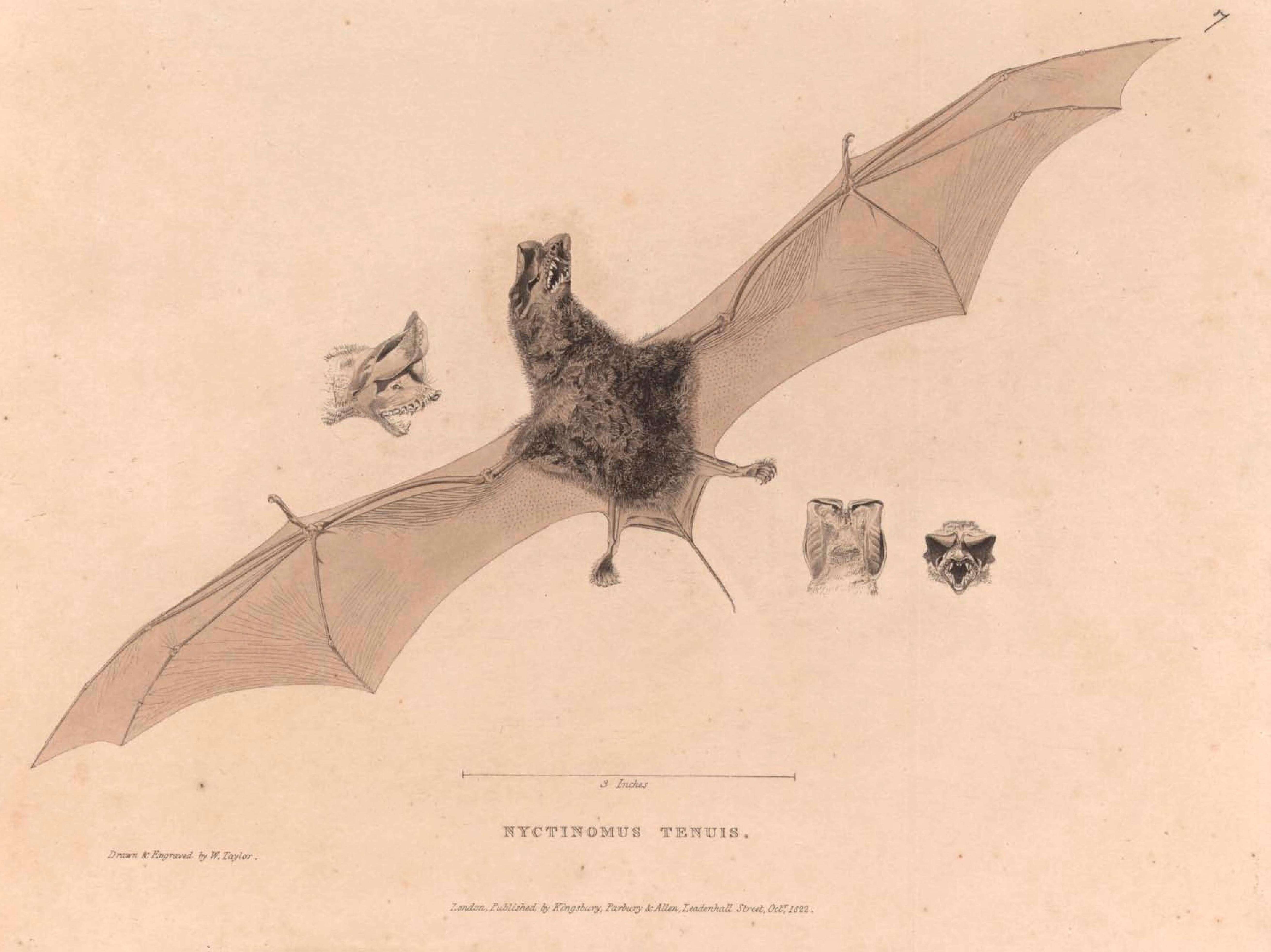 Image of Wrinkle-lipped Bat