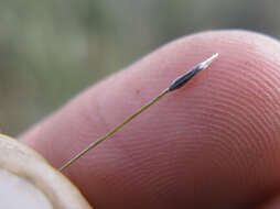 Image of Austrostipa setacea (R. Br.) S. W. L. Jacobs & J. Everett