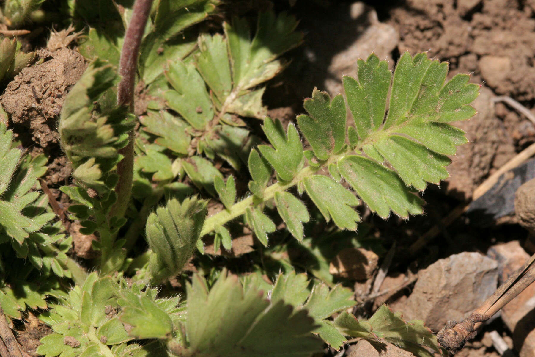 Image of old man's whiskers