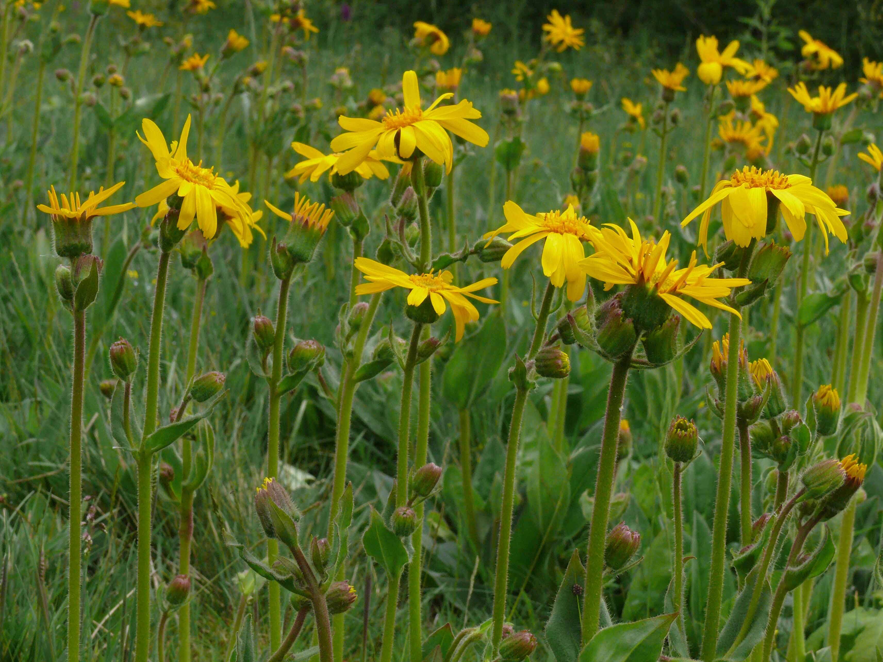 Image of arnica