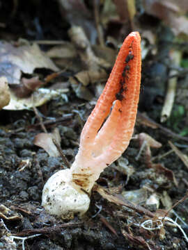 Image of stinkhorn