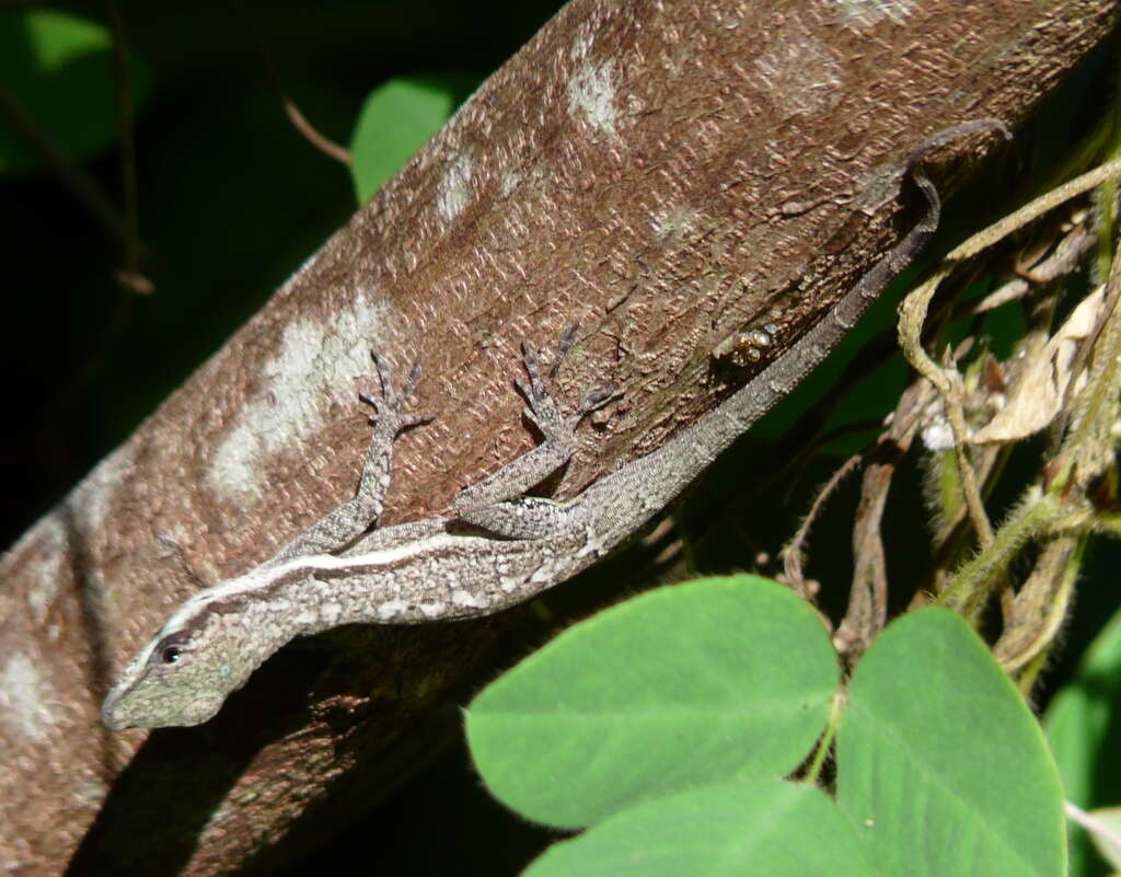 Image of Bluefields Anole