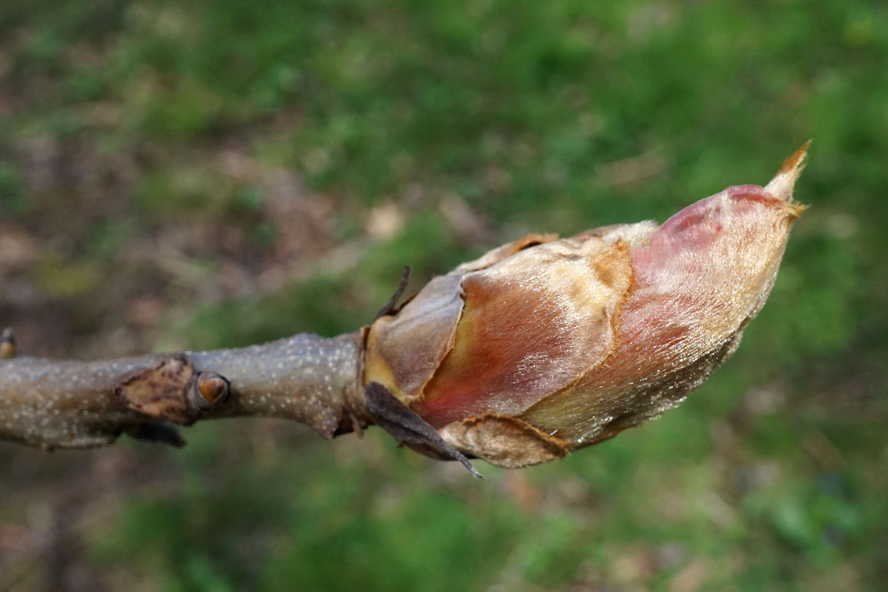 Image of shellbark hickory